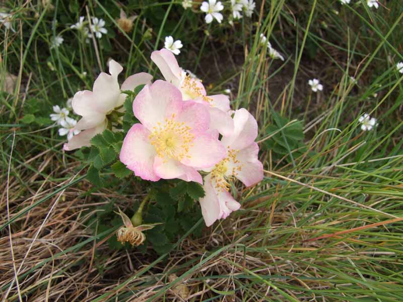 Rosa pendulina e Rosa sp.